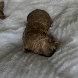 Banana - Red female Maltipoo puppy in San Diego, California from Maltipoos SD