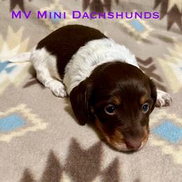 Pearl - Piebald female Dachshund puppy in Carlsbad, Texas from MV Mini Dachshunds