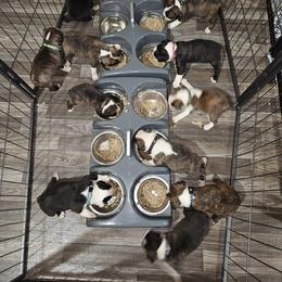 Boston Terrier Puppies from Tellier's AKC Boston Terriers Missouri