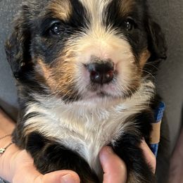 Boy 6 - Bernese Mountain Dog puppy in Port Huron, Michigan from Thumb Coast Bernese