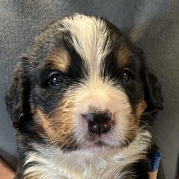 Boy 6 - Bernese Mountain Dog puppy in Port Huron, Michigan from Thumb Coast Bernese