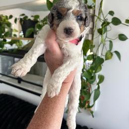Rumor - Blue merle female Aussiedoodle puppy in Inman, South Carolina from Dark Corner Doodles
