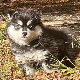 Electra Boy 2 - Black and white male Pomsky puppy in Monroe, Georgia from Beastly Beauties Huskies & Pomskies