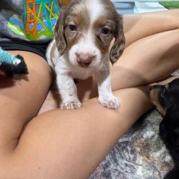 Acorn - Dapple male Dachshund puppy in Mansfield, Missouri from Owens Farm
