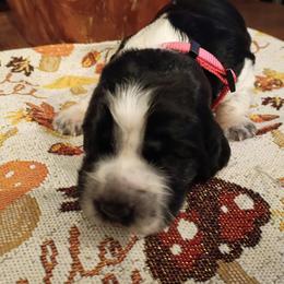 Pink collar Autumn - Black and white female English Springer Spaniel puppy in Comer, Georgia from Stratton Spaniels