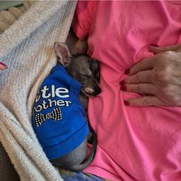 Chihuahua and Chinese Crested Puppies from Western Kentucky Chihuahua’s and Chinese Crested’s