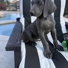 Weimaraner Puppies from Kennedy Weimaraners