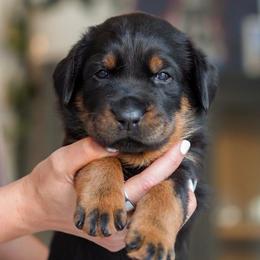 Yellow Girl - Black and rust female Beauceron puppy in Henderson, Nevada from Joie de Vie Beaucerons
