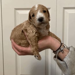 Cavapoo and Poodle Puppies from Happy Tails Poods and Doods