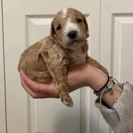 Cavapoo and Poodle Puppies from Happy Tails Poods and Doods