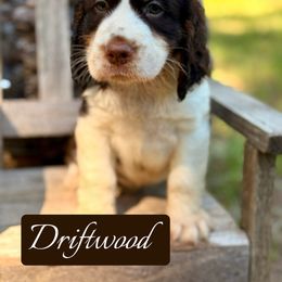 Driftwood - Liver white and tan male English Springer Spaniel puppy in Uvalda, Georgia from Willow Creek Farms