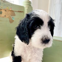 Bernedoodles and Companion Crosses from Whoopsie Doodles