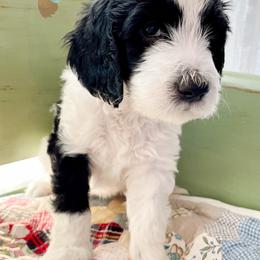 Bernedoodles and Companion Crosses from Whoopsie Doodles
