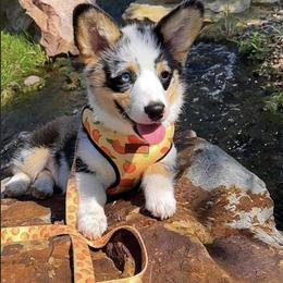 American Corgi and Miniature American Shepherd Puppies from Puppies by Alies