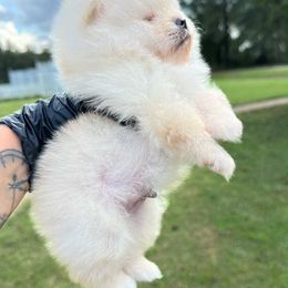 Olaf - Cream male Pomeranian puppy in Childersburg, Alabama from A Sample Of Gods Love Kennels