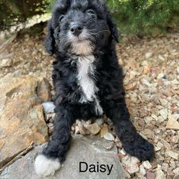Daisy - Black and white female Aussiedoodle puppy in Lebanon, Missouri from Cobbs Creek Canines