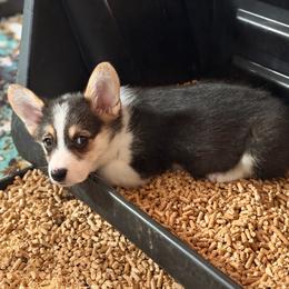 Koby - Black and tan male Pembroke Welsh Corgi puppy in Snellville, Georgia from Laur's Classic Corgis