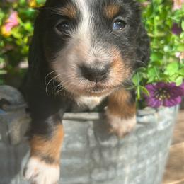 Sara Evans - Black and tan female Dachshund puppy in Payette, Idaho from NT Mini Doxies