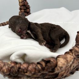 Rudolph - Brown and white male Aussiedoodle puppy in Ruskin, Florida from Reigning Doodles