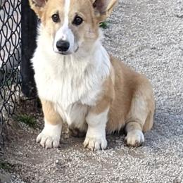 Basset Hound and Pembroke Welsh Corgi Puppies from 4 Sail Quarter Horses and Corgis