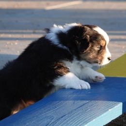 Australian Shepherds from Ruffian
