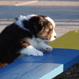 Australian Shepherds from Ruffian