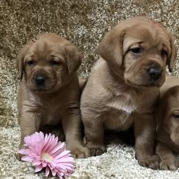 Labrador Retriever Puppies from KC Labradors