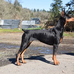 Doberman Pinscher All Grown Up from Thunder Mtn Kennels