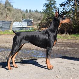 Doberman Pinscher All Grown Up from Thunder Mtn Kennels