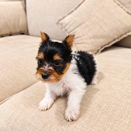 Yorkshire Terrier Puppies from Kashmir Yorkies