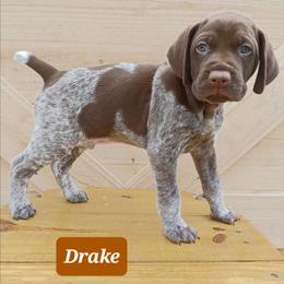 Drake - Liver roan male German Shorthaired Pointer puppy in Elberta, Alabama from Old Orchard Farm