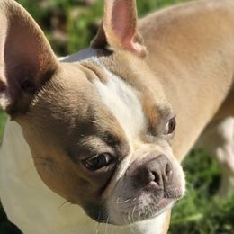 Boston Terriers from Cristi's Favorite Bostons