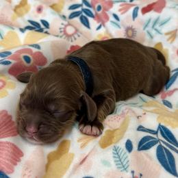 'Penn'sylvania - Black Collar - Brown white and tan male Cocker Spaniel puppy in Inman, South Carolina from Dees Cockers, LLC