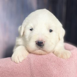 Red Girl - White female Great Pyrenees puppy in Elfrida, Arizona from Outlaw Acres Farm & Kennels
