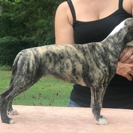 Whippet Puppies from Festiva Whippets