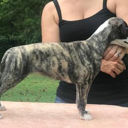 Whippet Puppies from Festiva Whippets