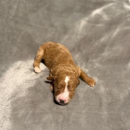 Nala - Red  female Goldendoodle puppy in Jacksonville, Florida from Dandelion Doodles