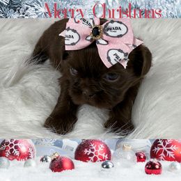 Tesla - Chocolate female Shih Tzu puppy in Columbia, Kentucky from Lisa Bandy Shih Tzu