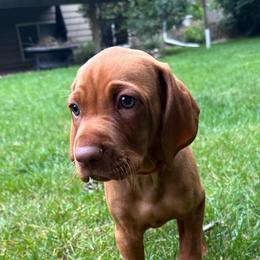 Old Red - Red golden male Vizsla puppy in Brandon, South Dakota from Tallgrass Vizslas