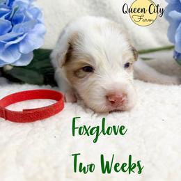 Foxglove - Red merle male Australian Shepherd puppy in Falmouth, Kentucky from Queen City Farm