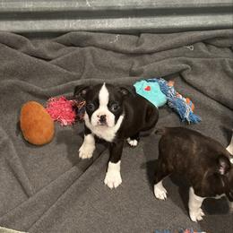 Boy 3 - Black brindle and white male Boston Terrier puppy in Conyers, Georgia from Dixe Hill Dogs