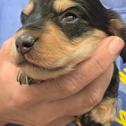 Midas - Cream male Dachshund puppy in Willard, Utah from Simply Sharing Love