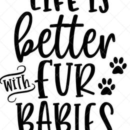 Boston Terriers and French Bulldogs from Findley’s Furbabies