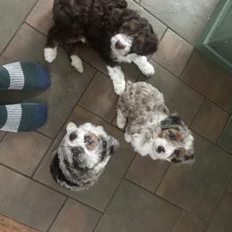 Aussiedoodle and Miniature Australian Shepherd Puppies from Puppies at The Happy Acre Farm