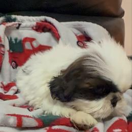 Moses - Brindle and white male Shih Tzu puppy in Ross County, Ohio from Ashville Shih Tzu Chalet