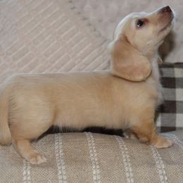 Dachshund Puppies from Renberg's Elite Dachshunds