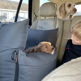 Australian Cobberdog Puppies from Faberge Australian Cobberdogs