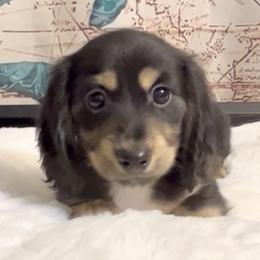 Max's Black and Cream Boy - Black and cream male Dachshund puppy in Kalama, Washington from Dazzling Doxies