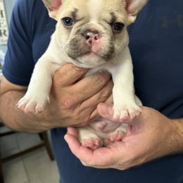 French Bulldog Puppies from Pardon My French Exquisite French Bulldogs