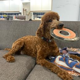 Wanda - Poodle